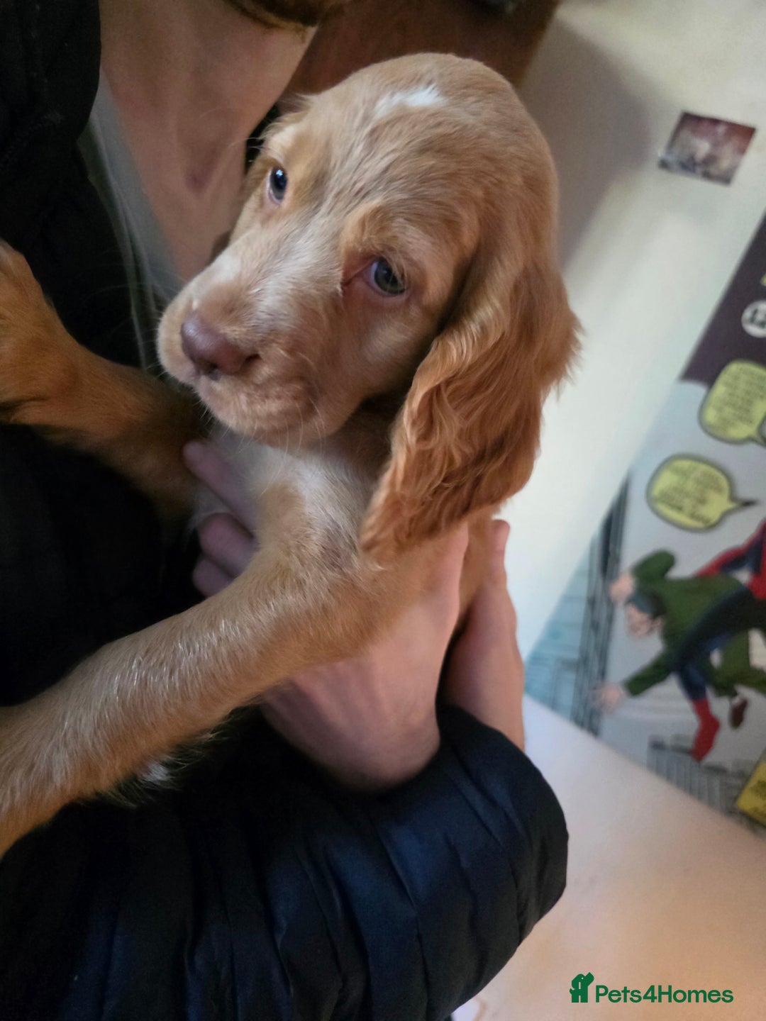 Cocker Spaniel dogs for sale: Stunning cocker spaniel puppies 2 boys left  - Advert 3