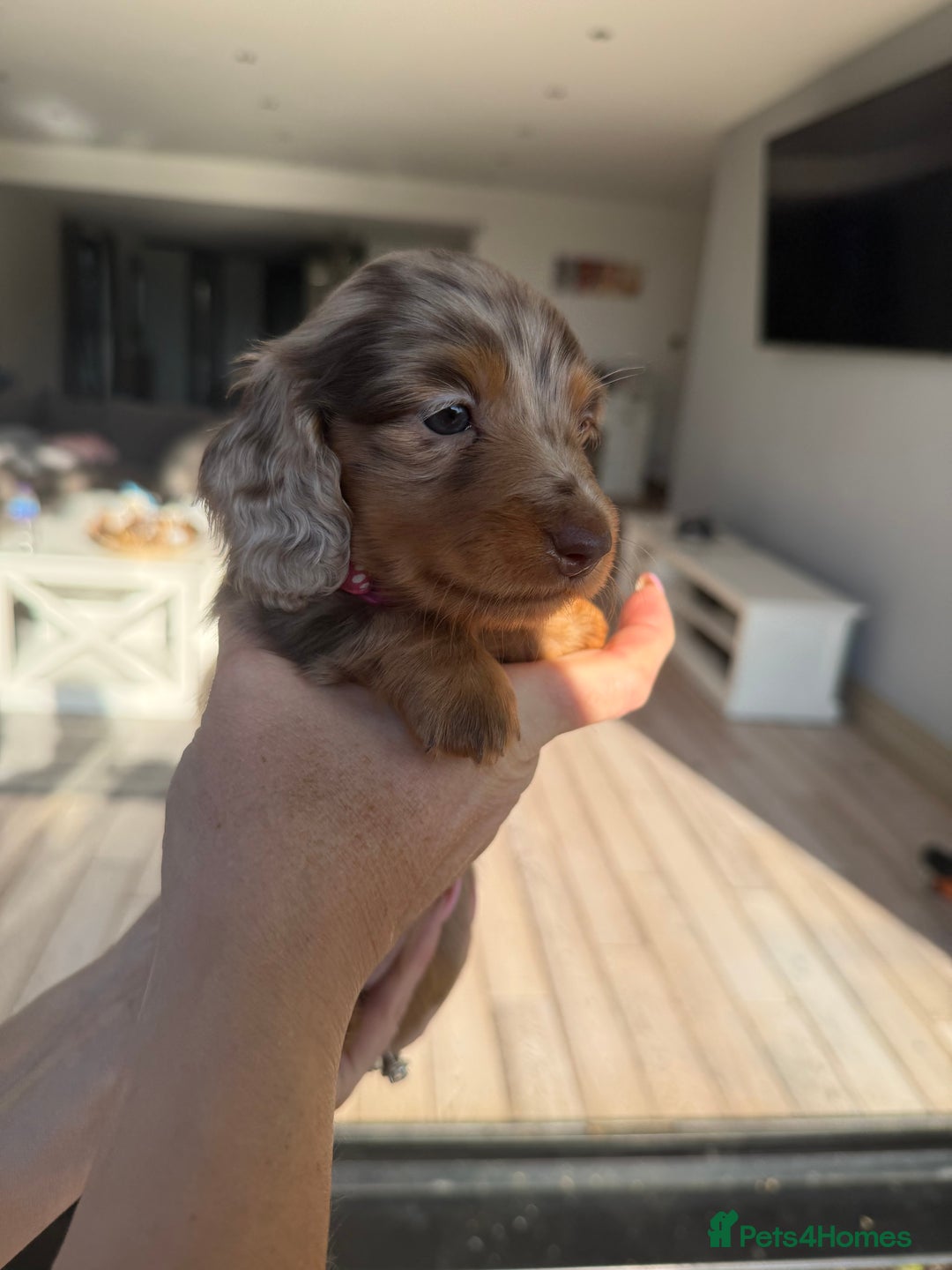 Miniature Dachshund dogs for sale: Pedigree Miniature Long hair Dachshund - Image 22