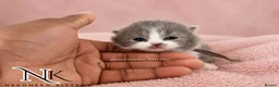 British Shorthair cats for sale: Exceptional GCCF REGISTERED BSH KITTENS - Advert 24