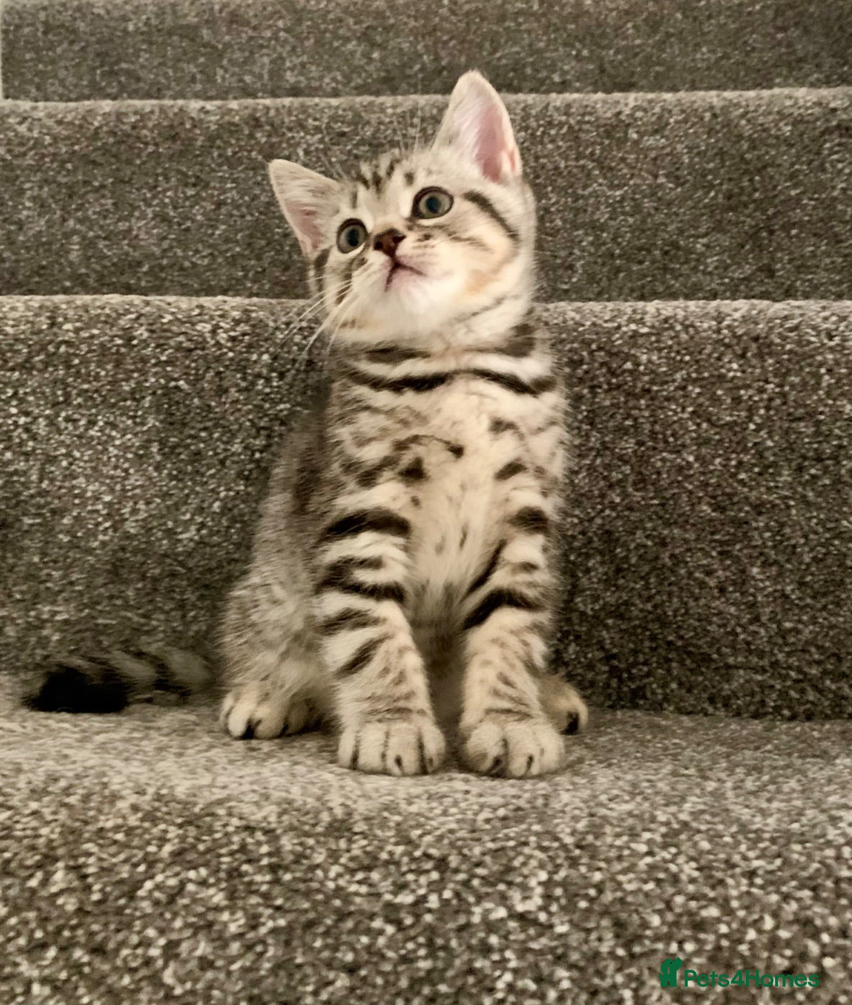 British Shorthair cats Beautiful silver spotted  tabbies - Advert 2