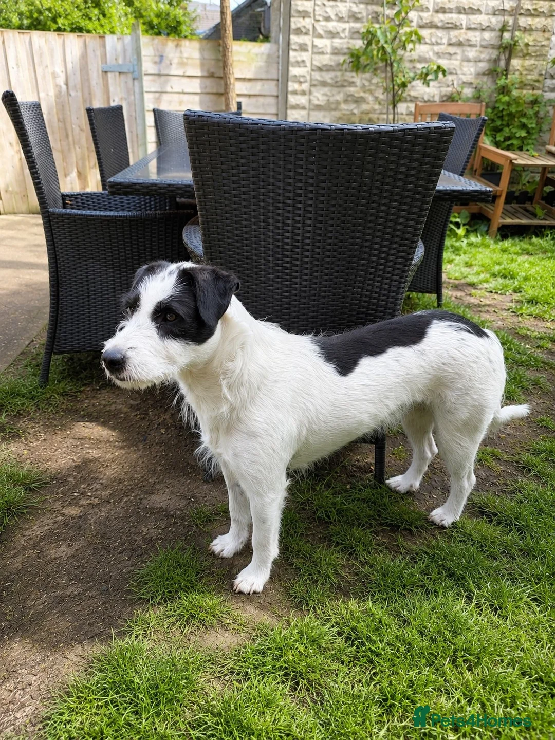 Mixed Breed dogs for adoption: 🐾 Stella – Looking For Patience & Love 💛 - Advert 2