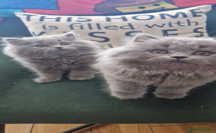 British Longhair cats - Advert 1