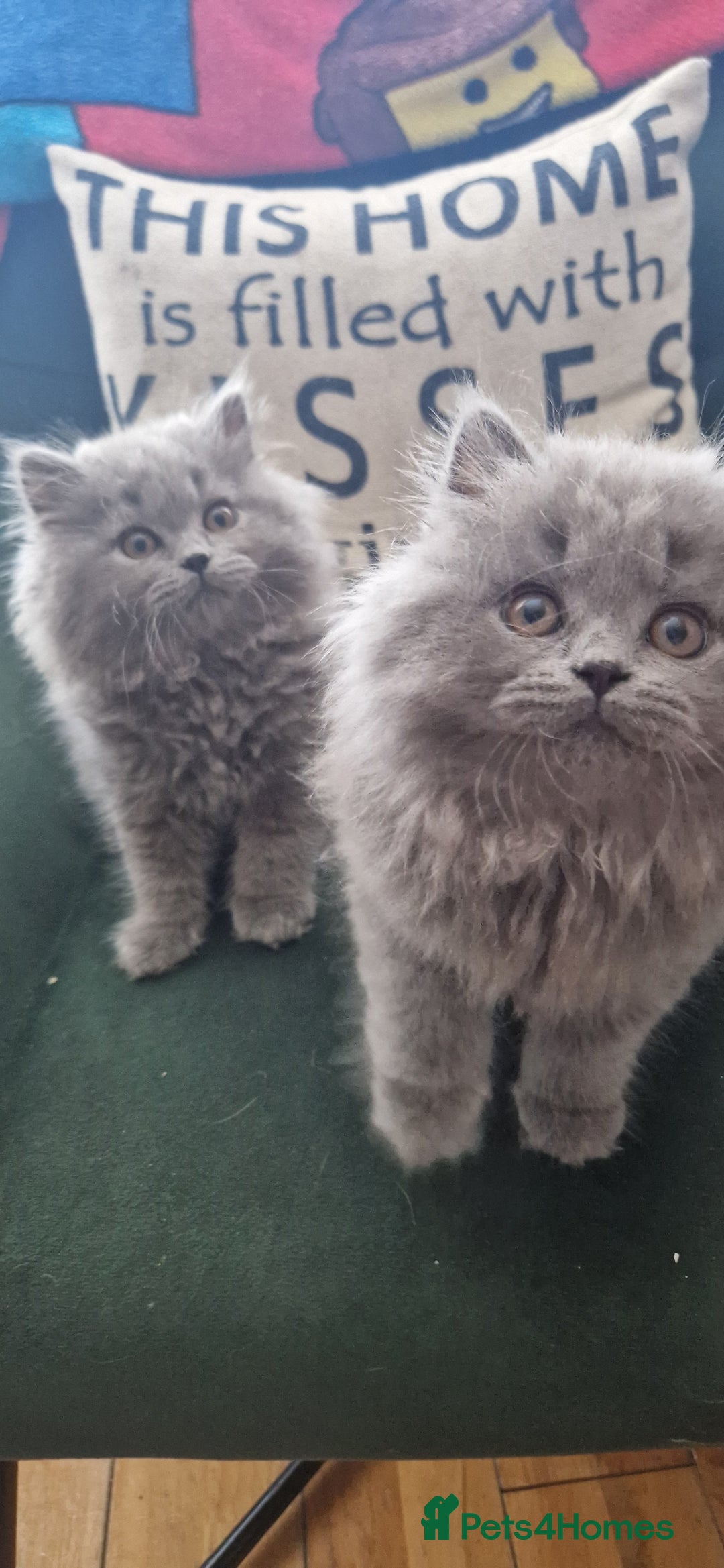 British Longhair cats for sale: british shorthair and shorthair males - Image 1