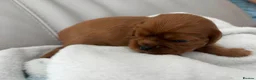 Cavalier King Charles Spaniel dogs for sale: Cavalier King Charles Spaniel puppies  - Advert 9