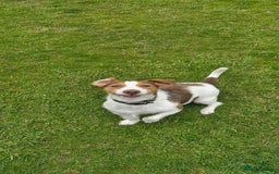 Jack Russell dogs for sale: 3 years old beautifull Jack Russell boy - Image 3