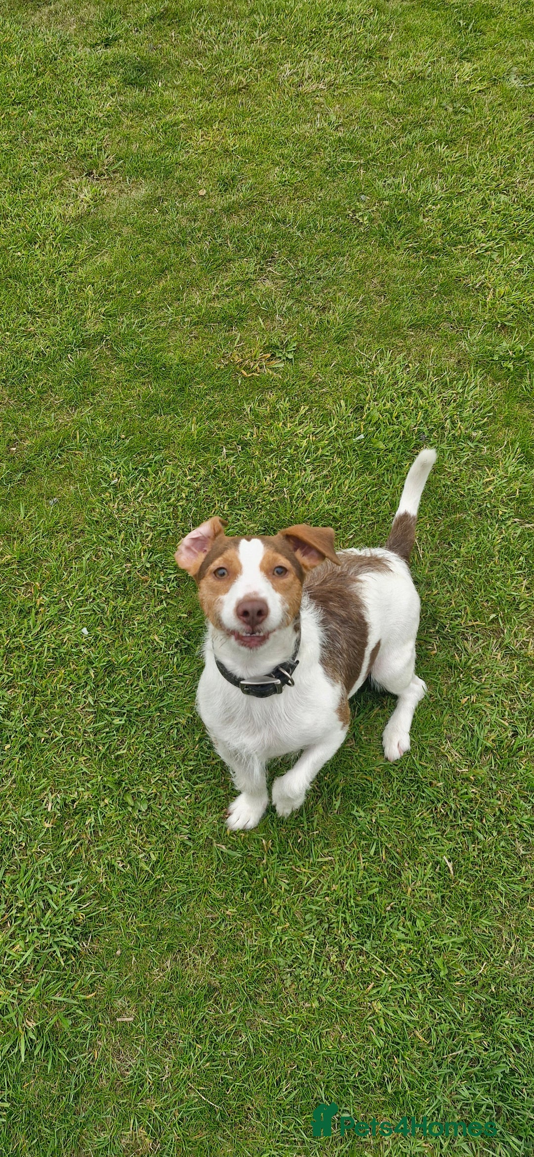 Jack Russell dogs for sale: 3 years old beautifull Jack Russell boy - Image 3