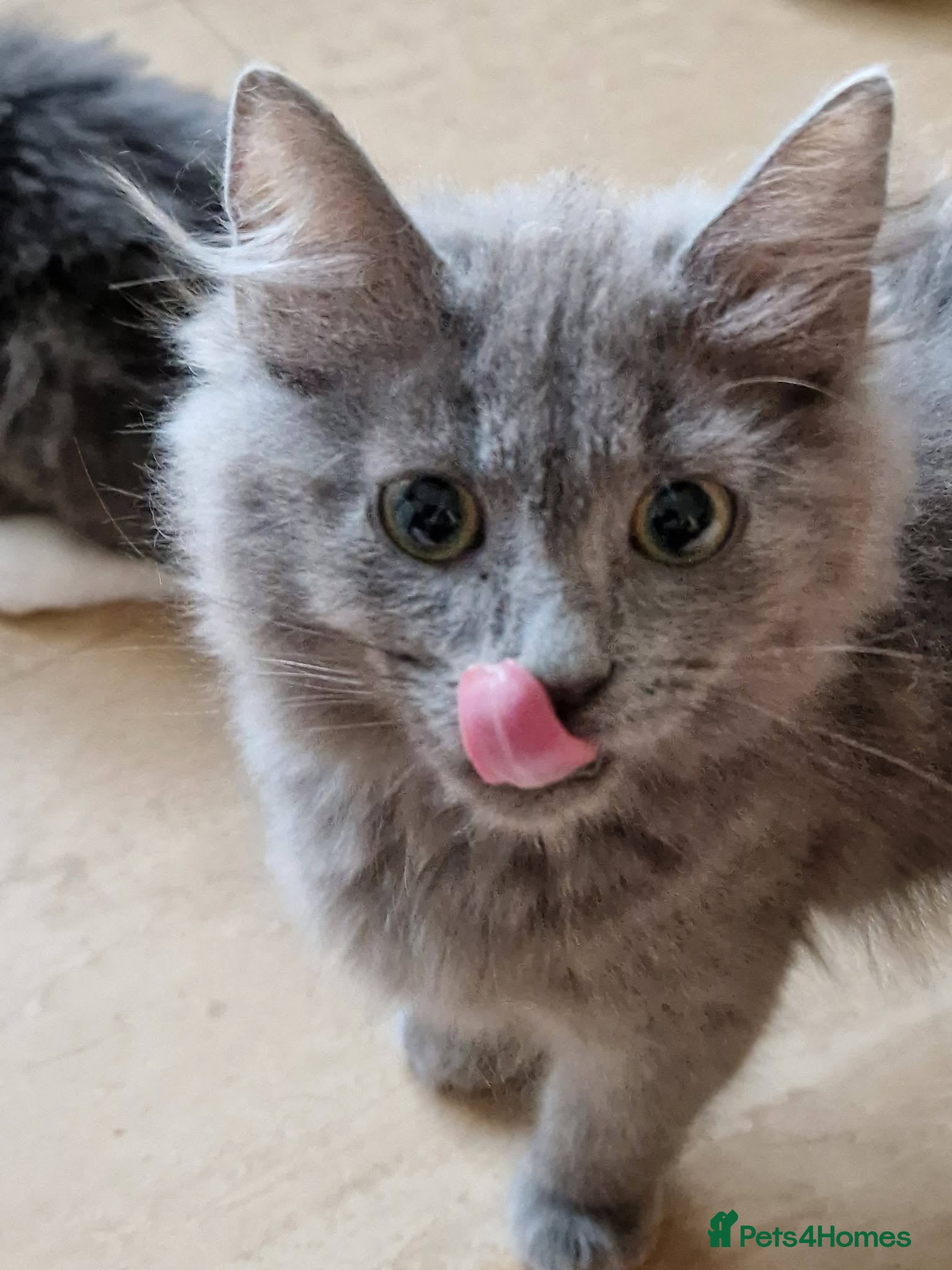 Mixed Breed cats for sale: Beautiful siberian grey kittens - Advert 2