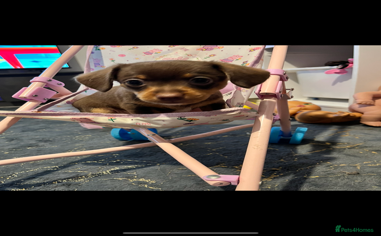 Mixed Breed dogs - Advert 4