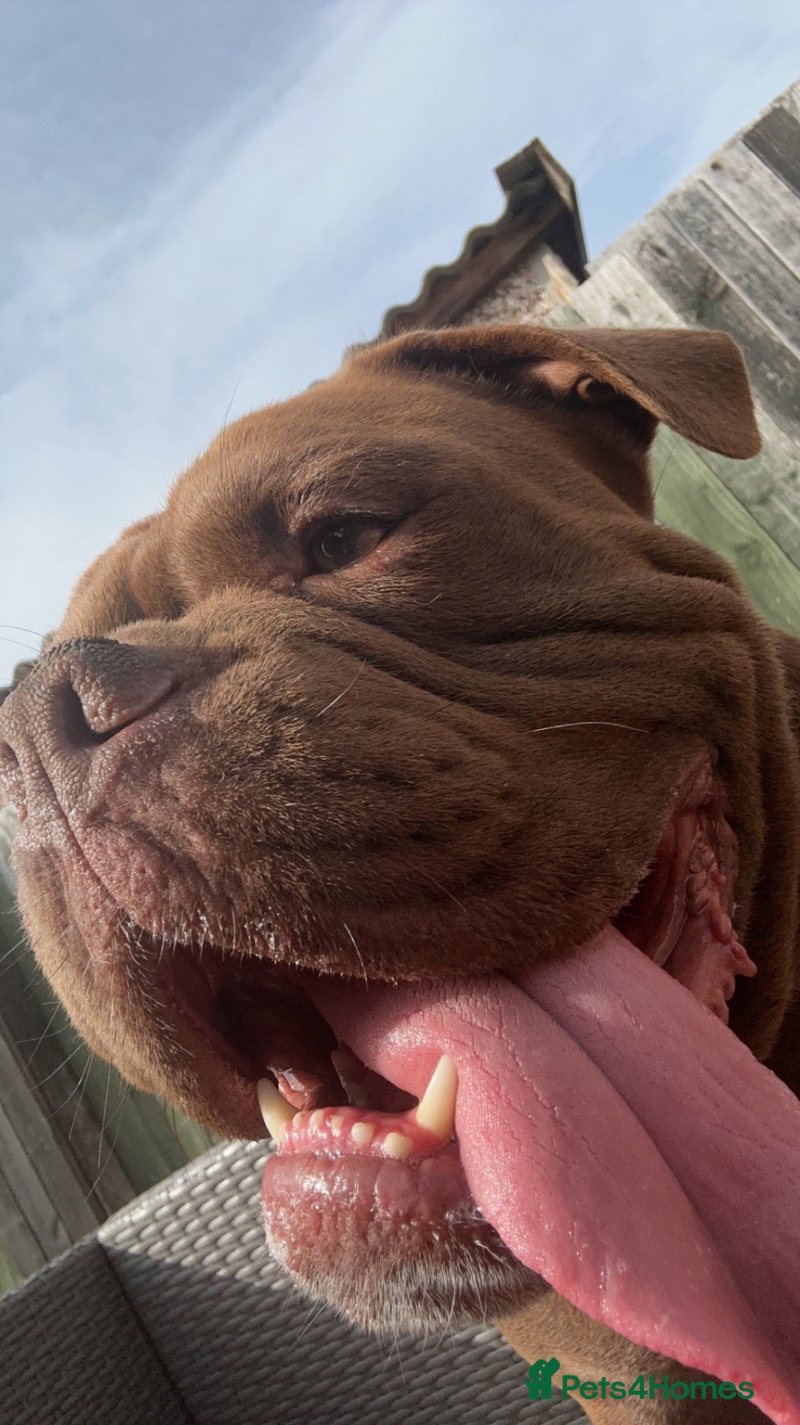 Old Tyme Bulldog dogs Old Tyme bulldog  - Advert 1
