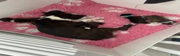 Boston Terrier dogs for sale: Five gorgeous puppies, looking for a forever home - Advert 16