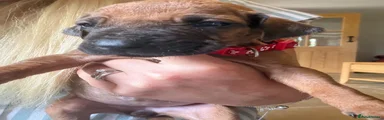 Rhodesian Ridgeback 5