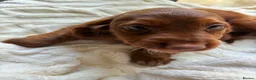 Cocker Spaniel dogs for sale: 9 Gorgeous Cocker Spaniel Puppies For Sale! - Advert 38