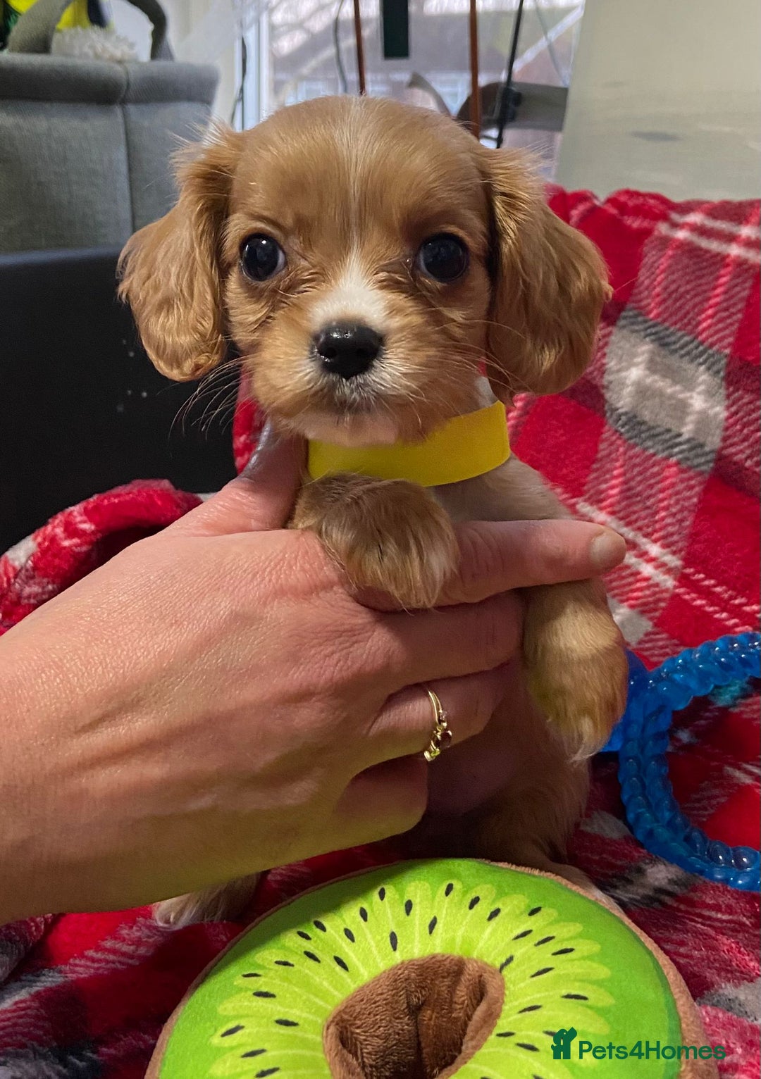 Cavachon dogs for sale: 6 beautiful cavachon puppies for sale - Advert 11