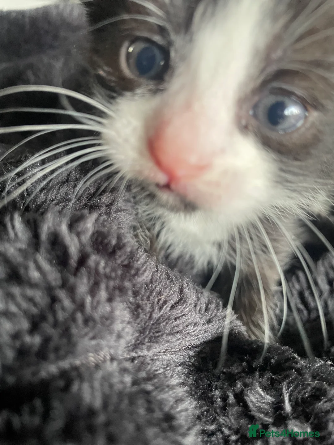 Mixed Breed cats for sale: 4 kitty’s for sale  - Advert 9