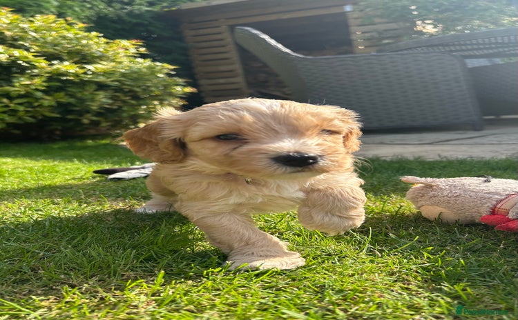 Cockapoo dogs - Advert 6