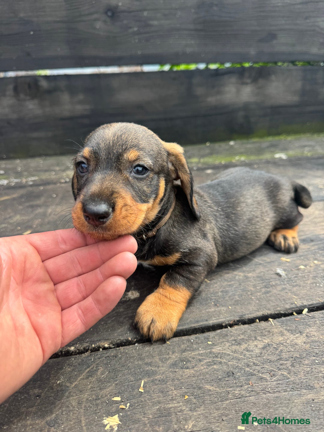 Dachshund dogs for sale: Teckle pups available  - Image 6