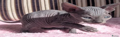 Sphynx Kitten 2