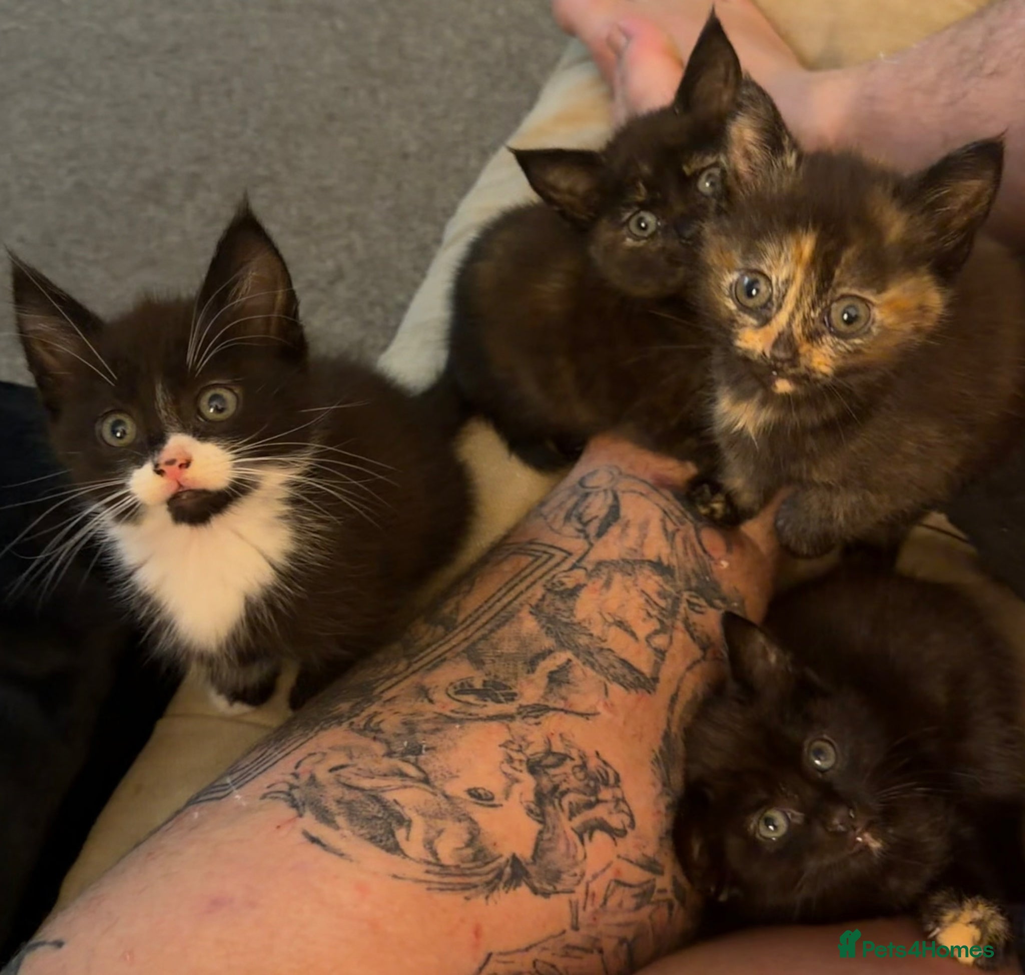 Domestic Shorthair cats 4 kittens - Advert 8