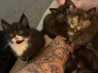 Domestic Shorthair cats 4 kittens - Advert 8