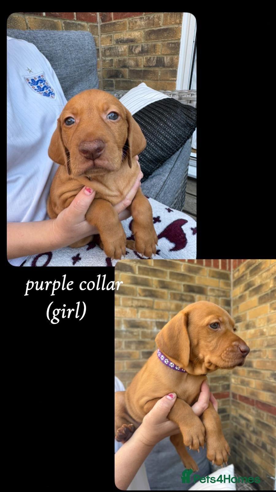 Hungarian Vizsla dogs Hungarian Vizsla Puppies KC Registered - Advert 2