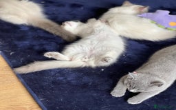 Ragdoll cats for sale: GCCF RAGDOLL KITTENS  - Image 3