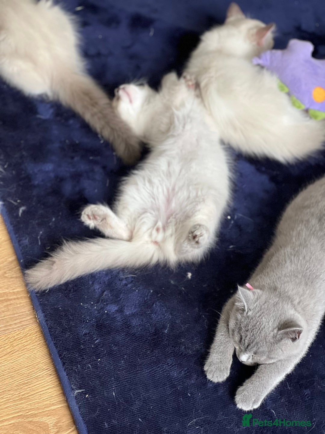 Ragdoll cats for sale: GCCF RAGDOLL KITTENS  - Image 3