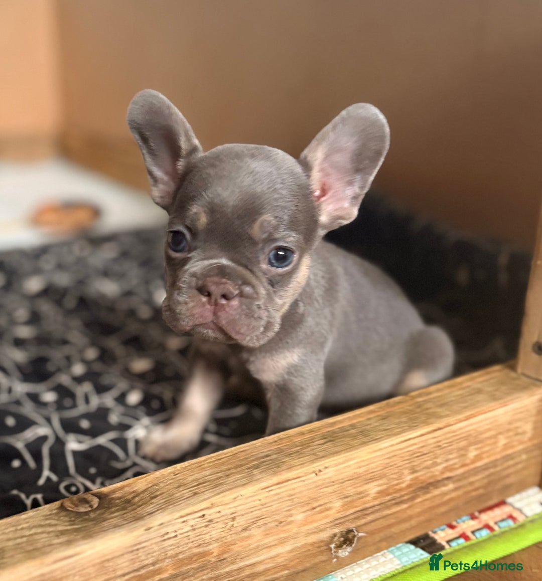 French Bulldog dogs for sale: Last 3 pups available !!Kc French bulldog puppy’s  - Image 17