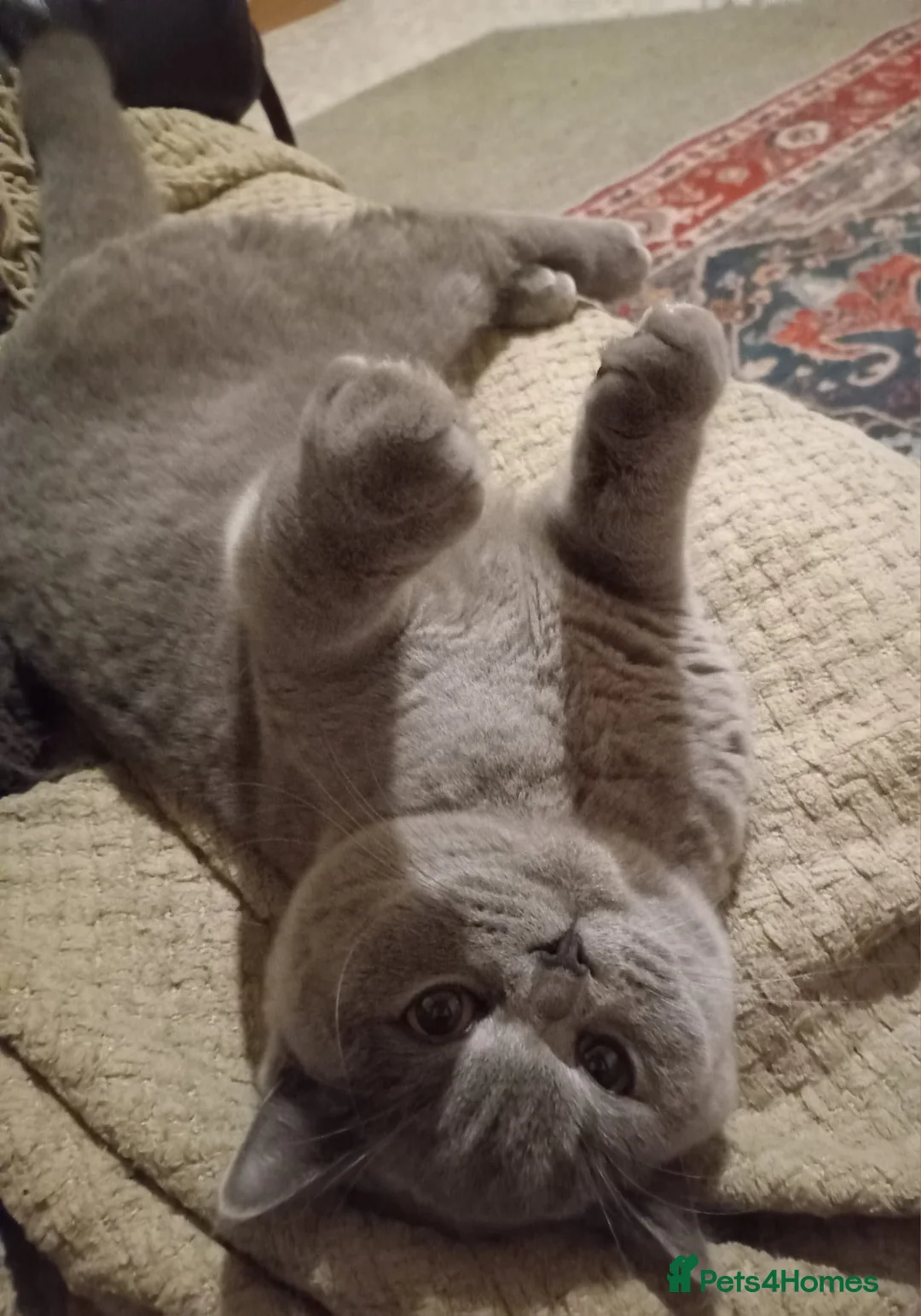British Shorthair cats for sale: British Shorthair  - Advert 6