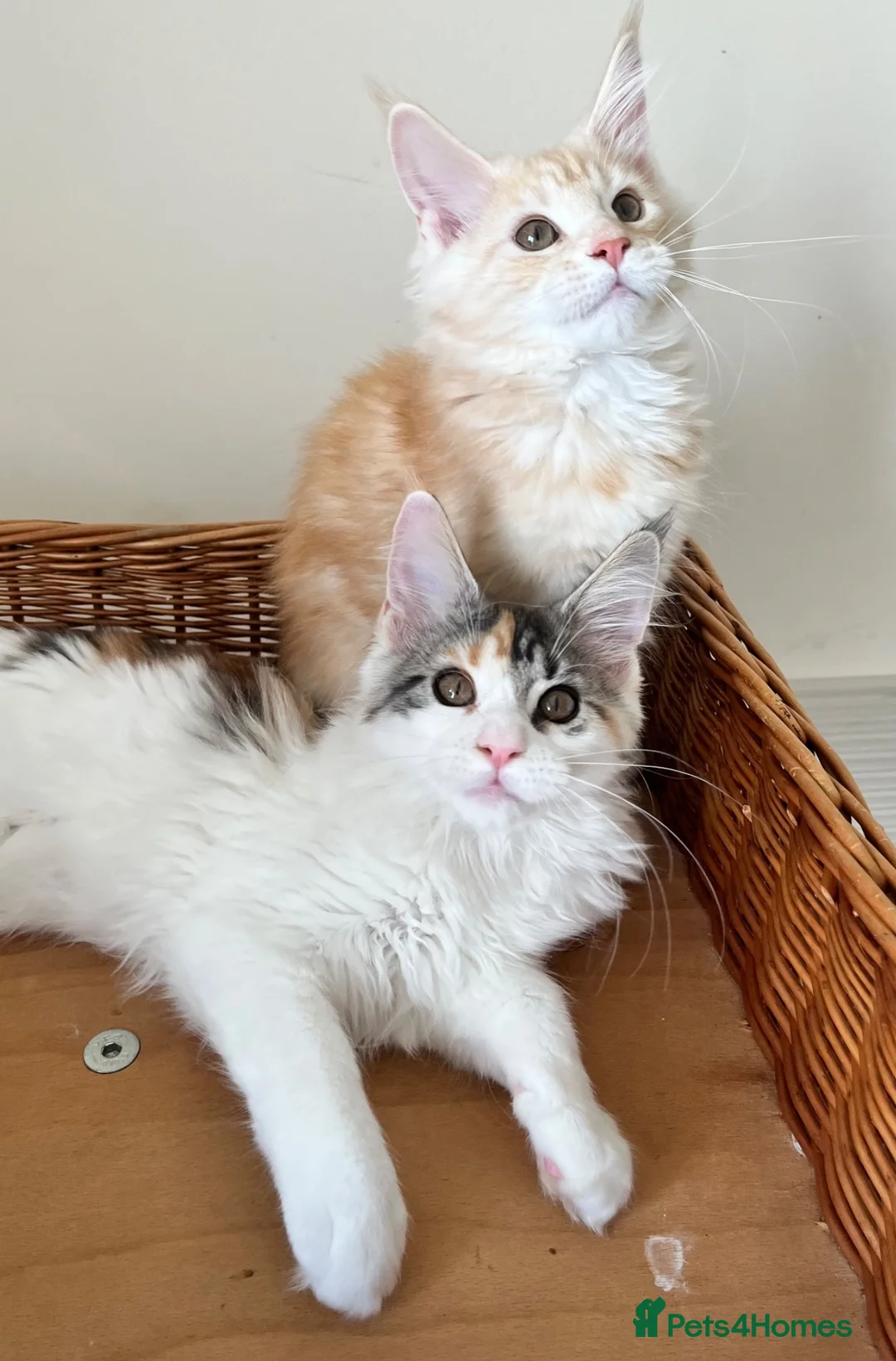 Maine Coon cats for sale: GCCF pedigree female Maine Coon kittens  - Advert 1