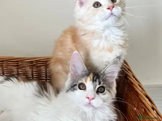 Maine Coon cats GCCF pedigree female Maine Coon kittens - Advert 1