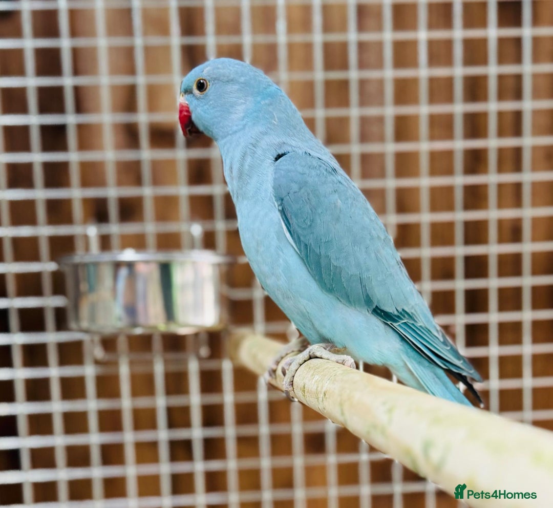 Ringnecks birds for sale: Indian ring neck - Advert 2