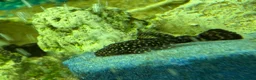 Plecos fish for sale: 65 baby pleco  in Preston - Advert 4