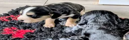 Cocker Spaniel dogs for sale: Exceptional Home Reared Cocker Spaniel Puppies in Mansfield - Advert 6