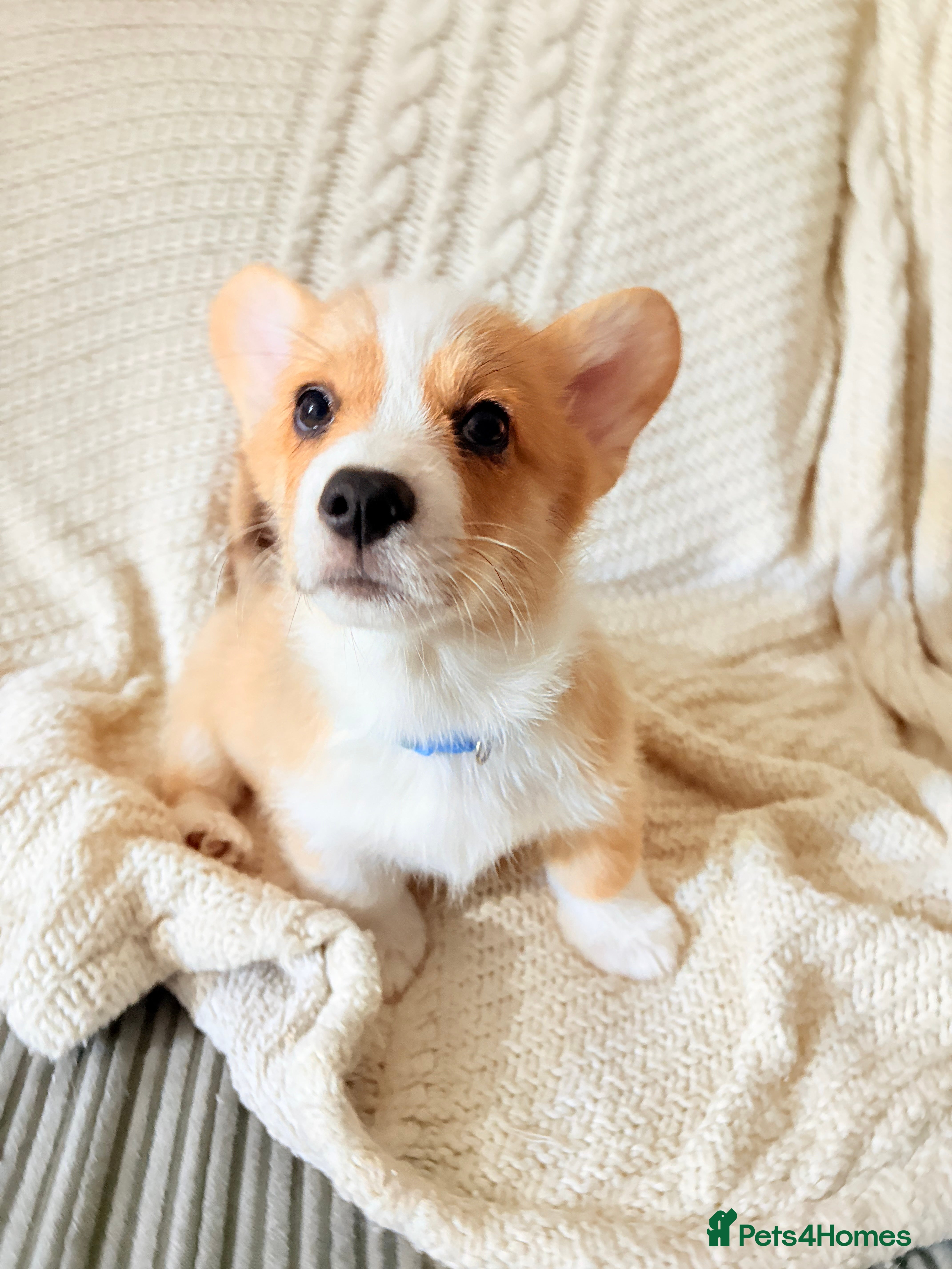 Welsh Corgi Pembroke dogs Welsh corgi (Pembroke) puppies - Advert 2