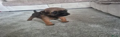 Border Terrier 3