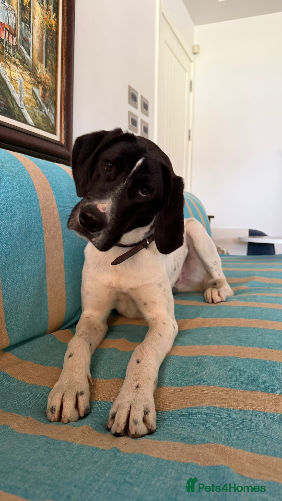 Pointer dogs Max – 1 Year Old Pointer Looking for a Home - Advert 1
