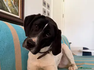 Pointer dogs Max – 1 Year Old Pointer Looking for a Home - Advert 1