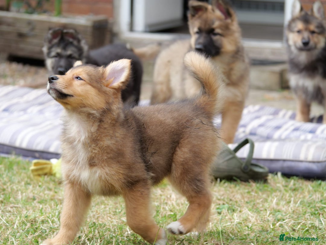 Mixed Breed dogs for sale: Shollies  in Rochdale - Image 14