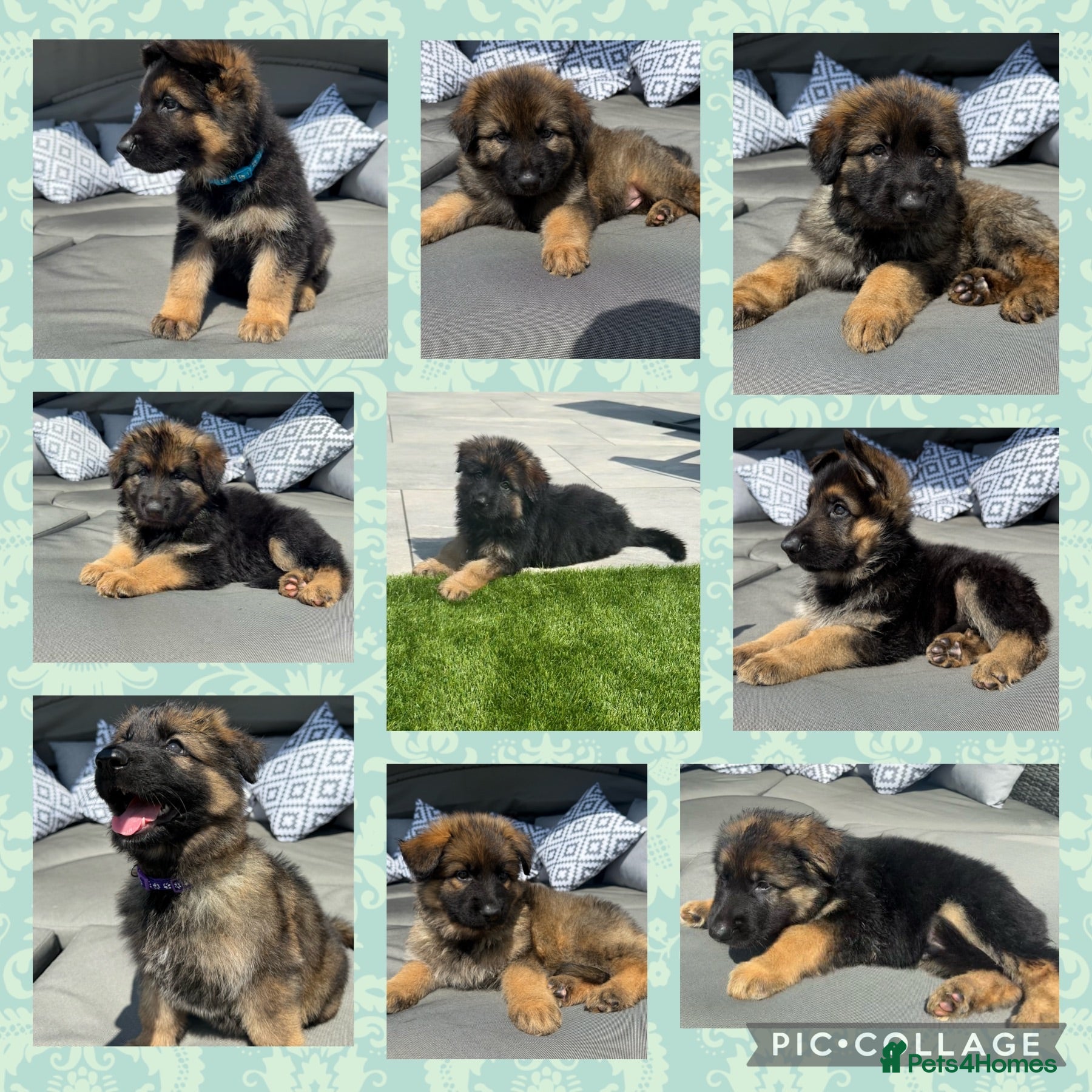 German Shepherd dogs 🐾 Beautiful kc German shepherd puppies🐾 - Advert 6