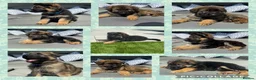 German Shepherd dogs for sale: 🐾 Beautiful kc German shepherd puppies🐾 - Advert 1