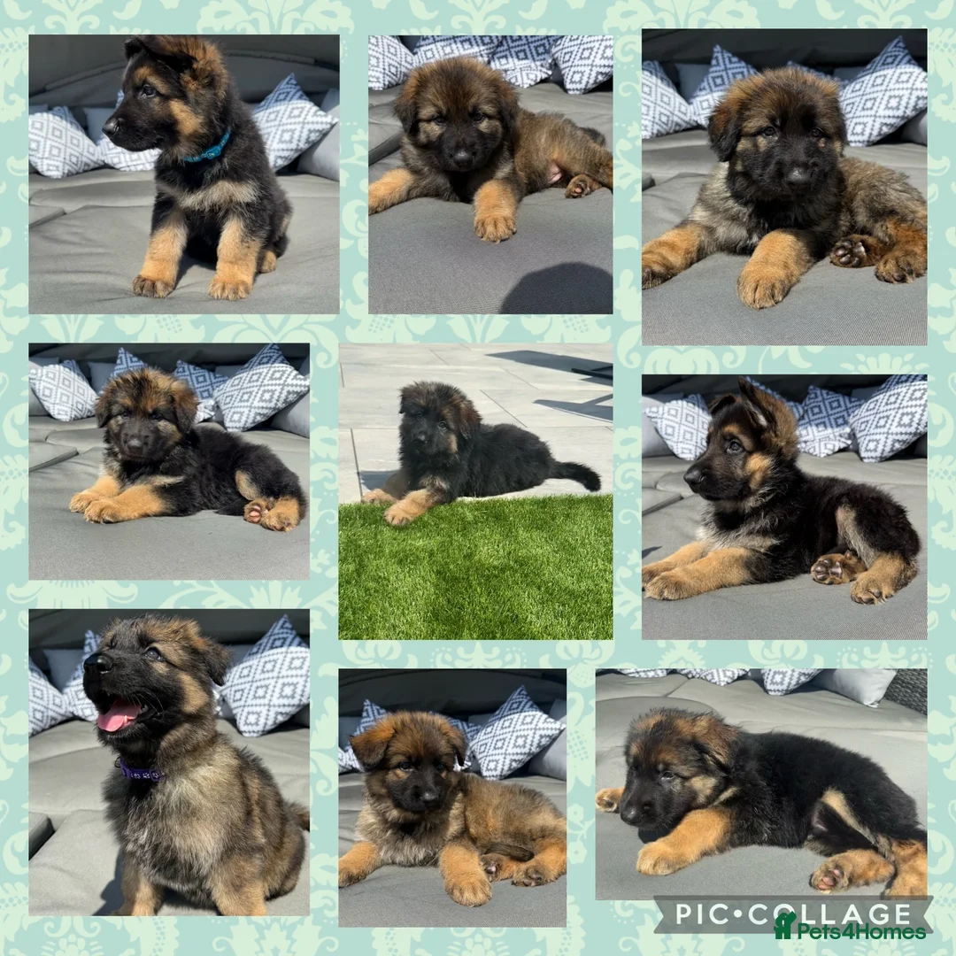 German Shepherd dogs for sale: 🐾 Beautiful kc German shepherd puppies🐾 - Advert 1