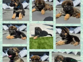 German Shepherd dogs 🐾 Beautiful kc German shepherd puppies🐾 - Advert 1