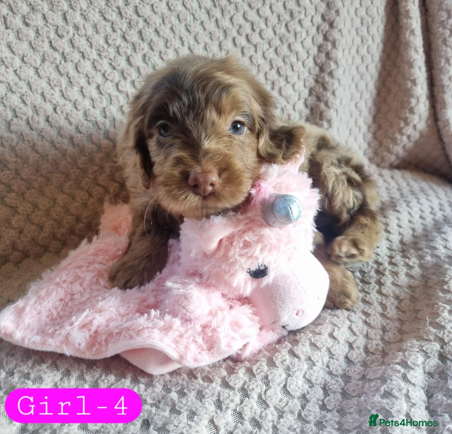 Cockapoo dogs Cockapoo Merle Puppies  - Advert 2