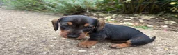 Miniature Dachshund dogs for sale: Miniature Daschunds - Advert 24