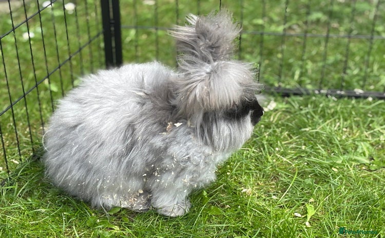 Angora rabbits - Advert 4