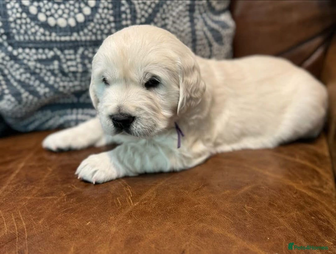 Golden Retriever dogs for sale: Stunning Golden Retriver Puppies - Image 4