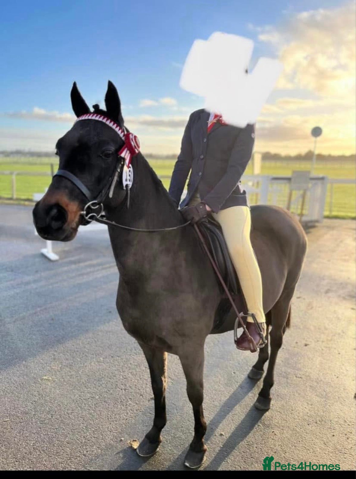 Riding pony horses Dancer 12hh show pony  - Advert 3