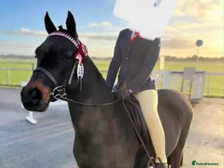 Riding pony horses Dancer 12hh show pony - Advert 3