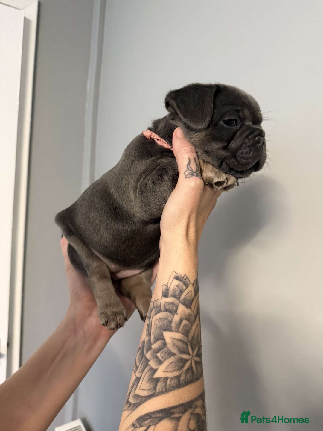 French Bulldog dogs for sale: French bulldog puppies  - Image 4