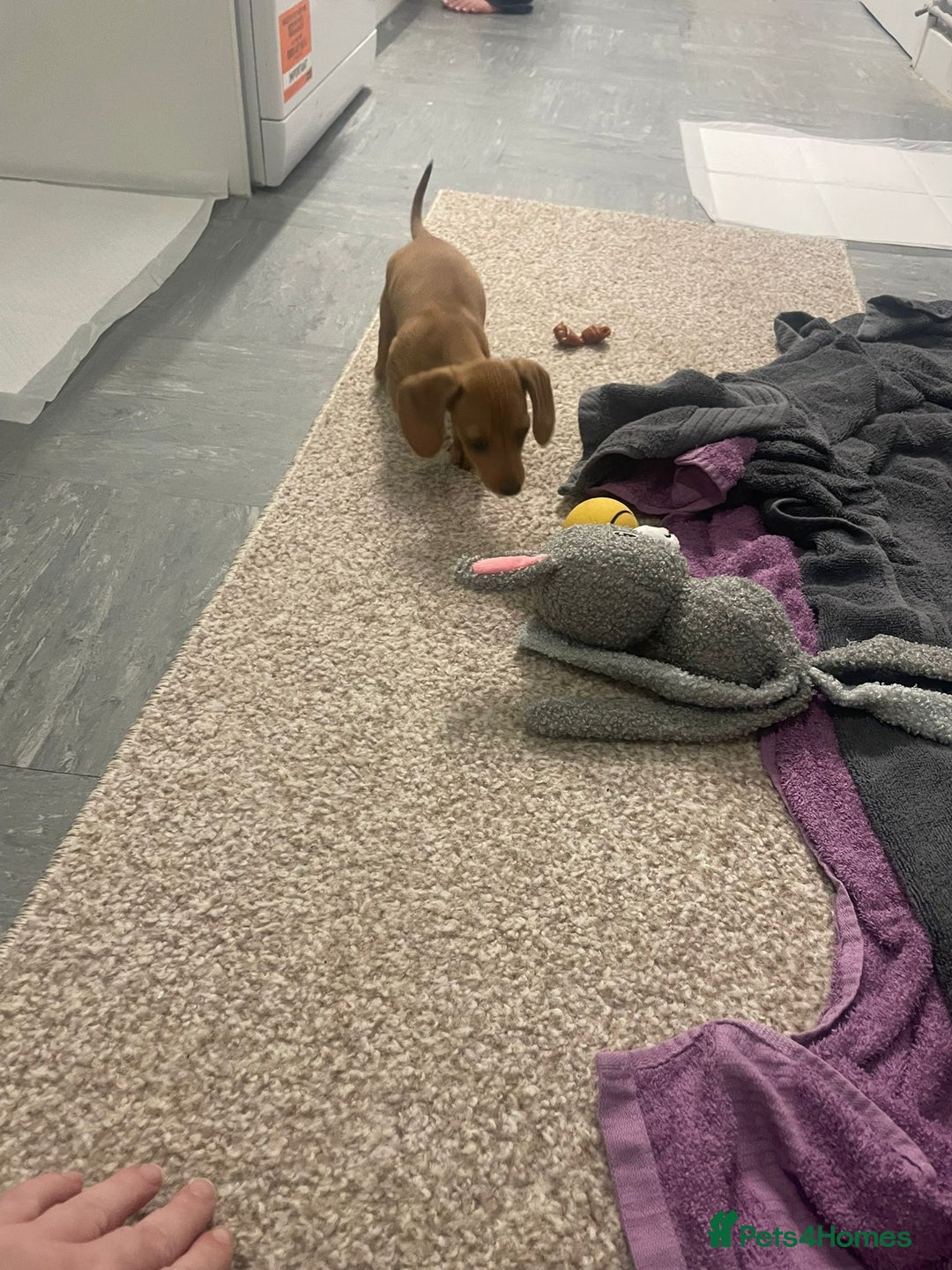 Miniature Dachshund dogs for sale: Millie  - Advert 7